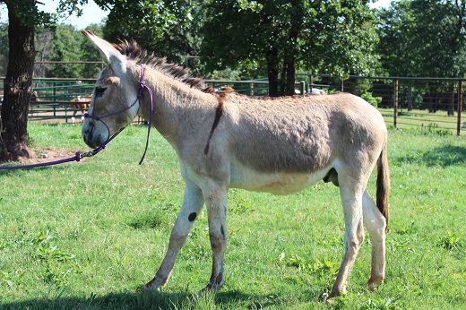 Wonky the Donkey